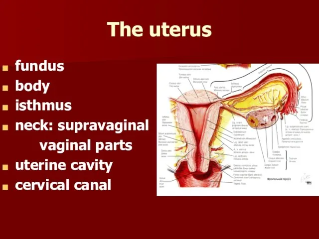 The uterus fundus body isthmus neck: supravaginal vaginal parts uterine cavity cervical canal