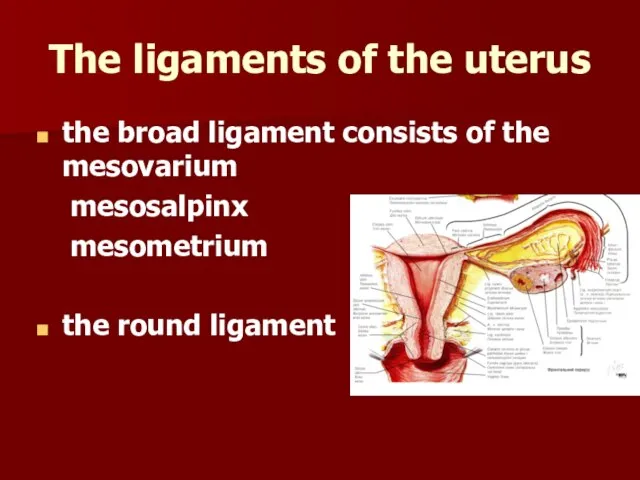The ligaments of the uterus the broad ligament consists of the mesovarium