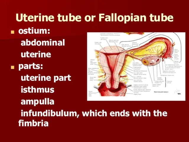 Uterine tube or Fallopian tube ostium: abdominal uterine parts: uterine part isthmus