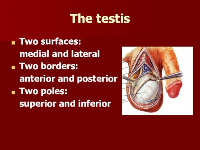 The testis Two surfaces: medial and lateral Тwo borders: anterior and posterior