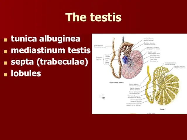 The testis tunica albuginea mediastinum testis septa (trabeculae) lobules