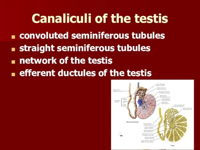 Canaliculi of the testis convoluted seminiferous tubules straight seminiferous tubules network of