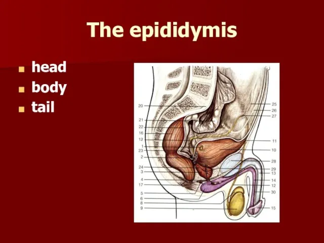 The epididymis head body tail
