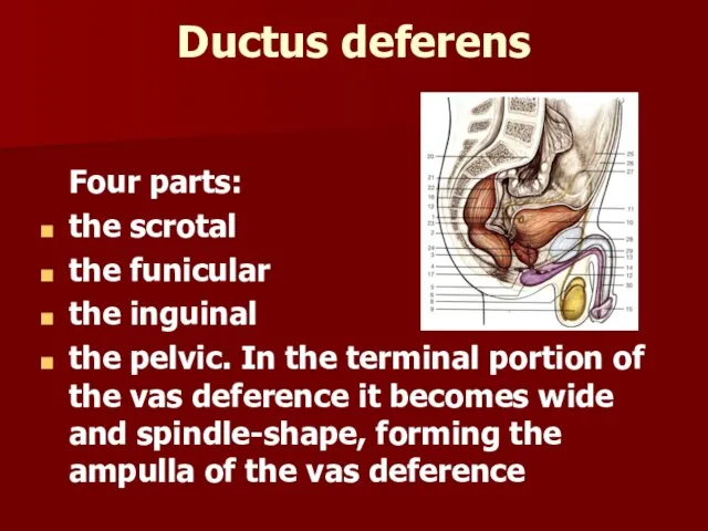 Ductus deferens Four parts: the scrotal the funicular the inguinal the pelvic.