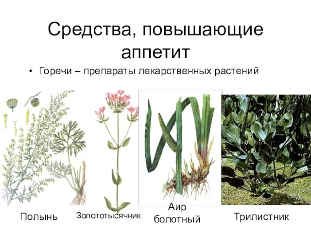 Cредства, повышающие аппетит Горечи – препараты лекарственных растений Полынь Золототысячник Аир болотный Трилистник