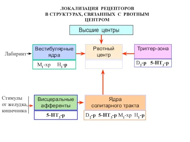 ЛОКАЛИЗАЦИЯ РЕЦЕПТОРОВ В СТРУКТУРАХ, СВЯЗАННЫХ С РВОТНЫМ ЦЕНТРОМ Лабиринт Вестибулярные ядра Рвотный