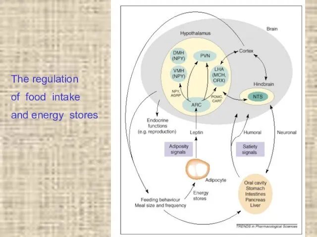 The regulation of food intake and energy stores