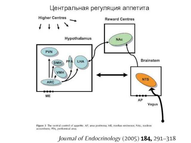 Journal of Endocrinology (2005) 184, 291–318 Центральная регуляция аппетита