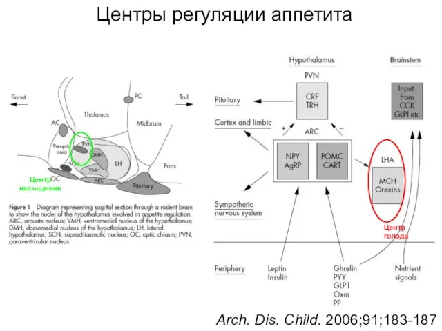 Arch. Dis. Child. 2006;91;183-187 Центры регуляции аппетита Центр голода Центр насыщения