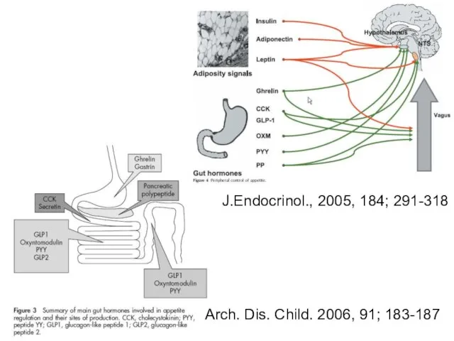 J.Endocrinol., 2005, 184; 291-318 Arch. Dis. Child. 2006, 91; 183-187