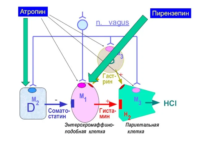 HCl Гиста-мин Сомато-статин D G М2 М3 М3 М1 n. vagus М1