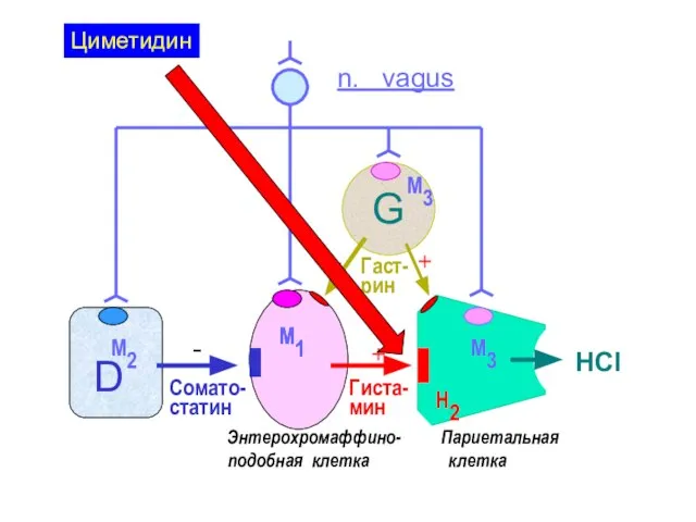 HCl Гиста-мин Сомато-статин D G М2 М3 М3 М1 n. vagus М1