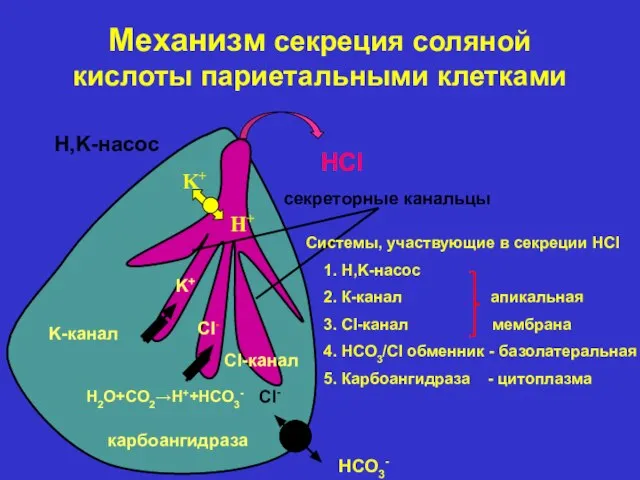 Механизм секреция соляной кислоты париетальными клетками секреторные канальцы HCl H2O+CO2→H++HCO3- карбоангидраза Системы,