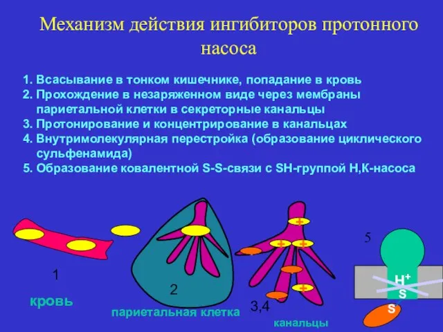 Механизм действия ингибиторов протонного насоса 1. Всасывание в тонком кишечнике, попадание в