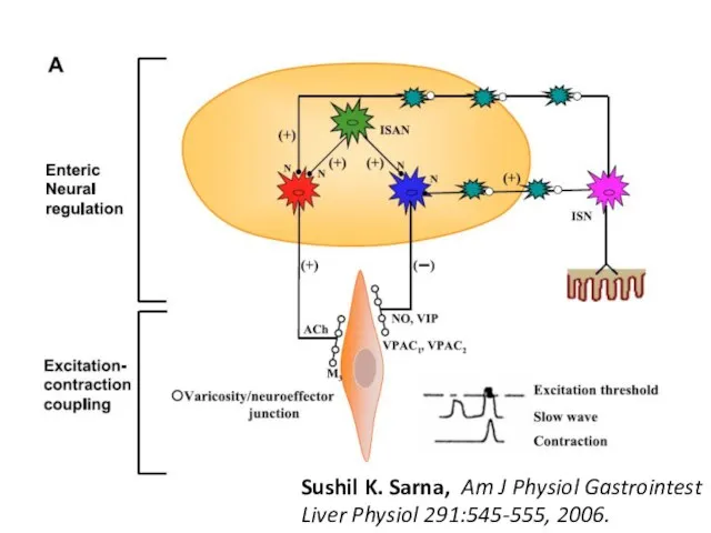 Sushil K. Sarna, Am J Physiol Gastrointest Liver Physiol 291:545-555, 2006.