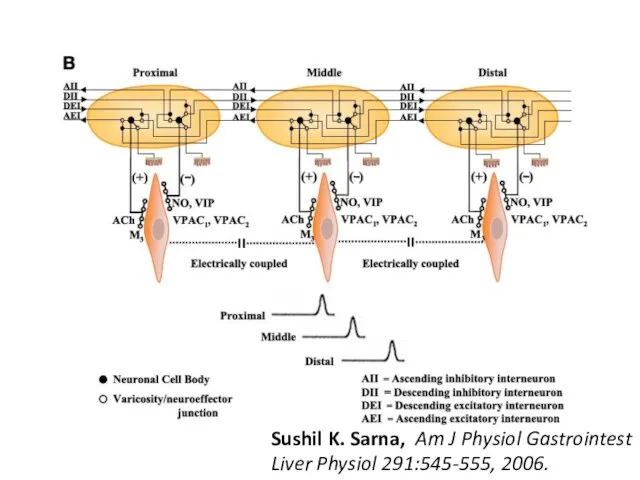 Sushil K. Sarna, Am J Physiol Gastrointest Liver Physiol 291:545-555, 2006.