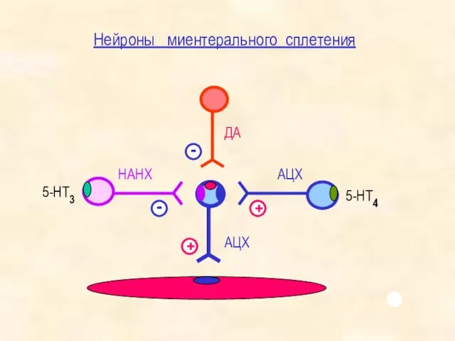 НАНХ ДА АЦХ АЦХ 5-НТ4 5-НТ3 Нейроны миентерального сплетения