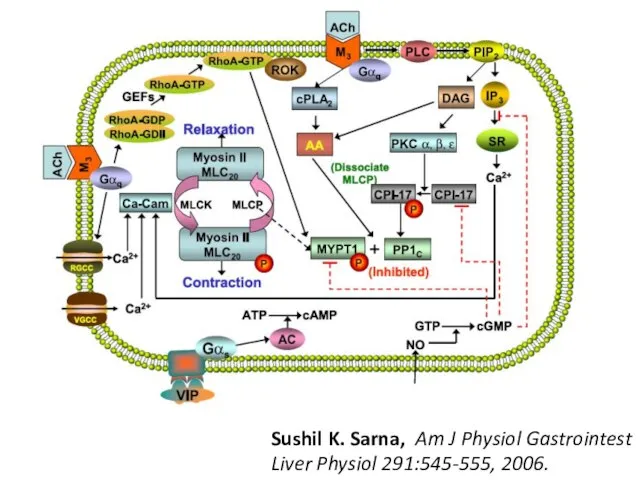 Sushil K. Sarna, Am J Physiol Gastrointest Liver Physiol 291:545-555, 2006.