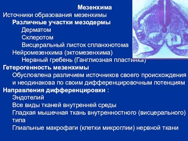 Мезенхима Источники образования мезенхимы Различные участки мезодермы Дерматом Склеротом Висцеральный листок спланхнотома