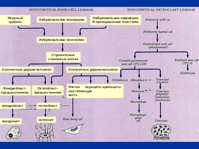 Эмбриональная мезодерма Эмбриональная мезенхима Эмбриональная эндодерма И прехордальная пластинка Нервный гребень 2-потентные