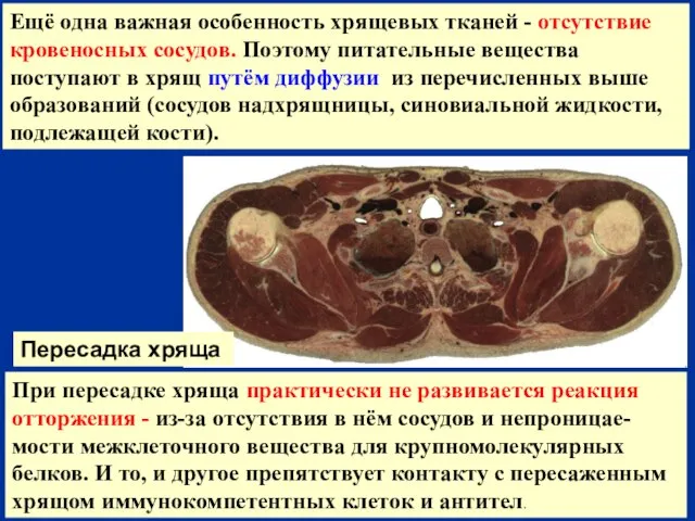 При пересадке хряща практически не развивается реакция отторжения - из-за отсутствия в