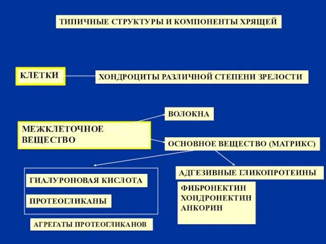 ТИПИЧНЫЕ СТРУКТУРЫ И КОМПОНЕНТЫ ХРЯЩЕЙ КЛЕТКИ ХОНДРОЦИТЫ РАЗЛИЧНОЙ СТЕПЕНИ ЗРЕЛОСТИ МЕЖКЛЕТОЧНОЕ ВЕЩЕСТВО