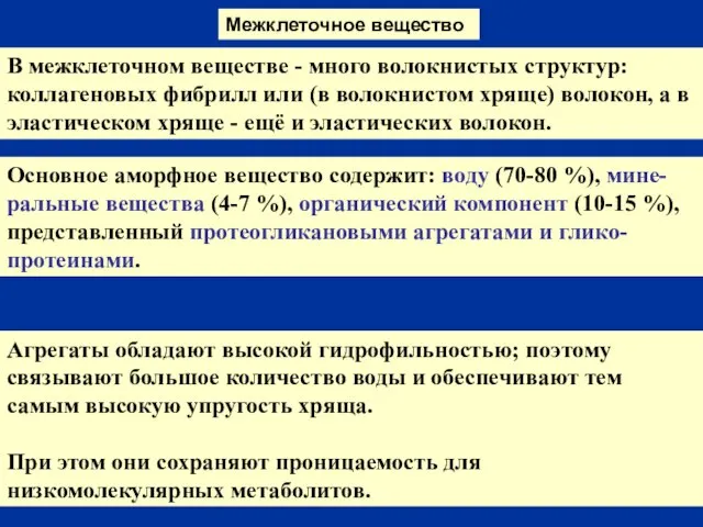 Межклеточное вещество В межклеточном веществе - много волокнистых структур: коллагеновых фибрилл или