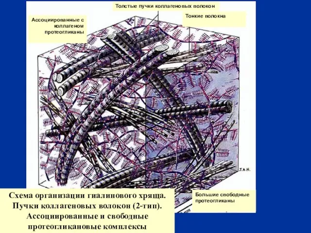 Схема организации гиалинового хряща. Пучки коллагеновых волокон (2-тип). Ассоциированные и свободные протеогликановые