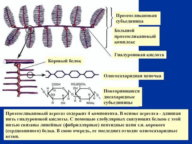 Протеогликановый агрегат содержит 4 компонента. В основе агрегата - длинная нить гиалуроновой
