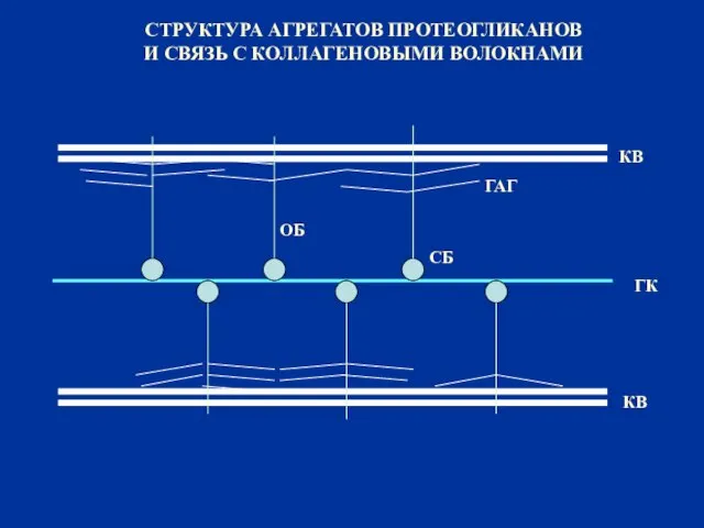 СТРУКТУРА АГРЕГАТОВ ПРОТЕОГЛИКАНОВ И СВЯЗЬ С КОЛЛАГЕНОВЫМИ ВОЛОКНАМИ ГК КВ СБ ОБ ГАГ КВ