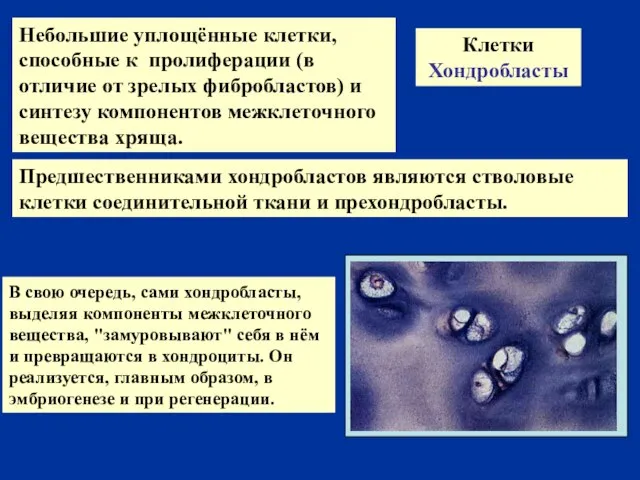 Клетки Хондробласты Небольшие уплощённые клетки, способные к пролиферации (в отличие от зрелых