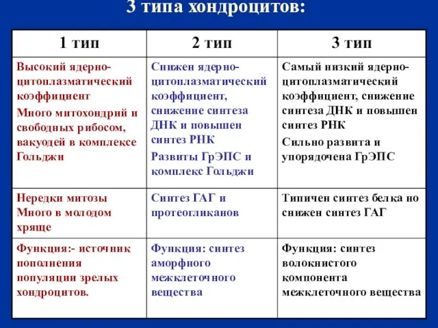 3 типа хондроцитов: