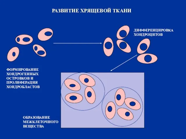 РАЗВИТИЕ ХРЯЩЕВОЙ ТКАНИ ФОРМИРОВАНИЕ ХОНДРОГЕННЫХ ОСТРОВКОВ И ПРОЛИФЕРАЦИЯ ХОНДРОБЛАСТОВ ДИФФЕРЕНЦИРОВКА ХОНДРОЦИТОВ ОБРАЗОВАНИЕ МЕЖКЛЕТОЧНОГО ВЕЩЕСТВА