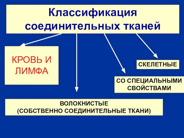 Классификация соединительных тканей КРОВЬ И ЛИМФА ВОЛОКНИСТЫЕ (СОБСТВЕННО СОЕДИНИТЕЛЬНЫЕ ТКАНИ) СО СПЕЦИАЛЬНЫМИ СВОЙСТВАМИ СКЕЛЕТНЫЕ