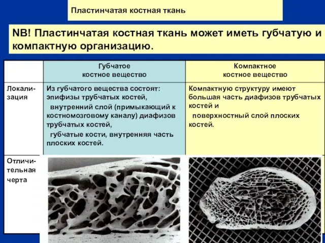 Пластинчатая костная ткань NB! Пластинчатая костная ткань может иметь губчатую и компактную организацию.