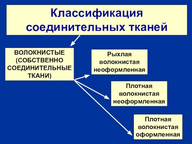 Классификация соединительных тканей ВОЛОКНИСТЫЕ (СОБСТВЕННО СОЕДИНИТЕЛЬНЫЕ ТКАНИ) Рыхлая волокнистая неоформленная Плотная волокнистая неоформленная Плотная волокнистая оформленная