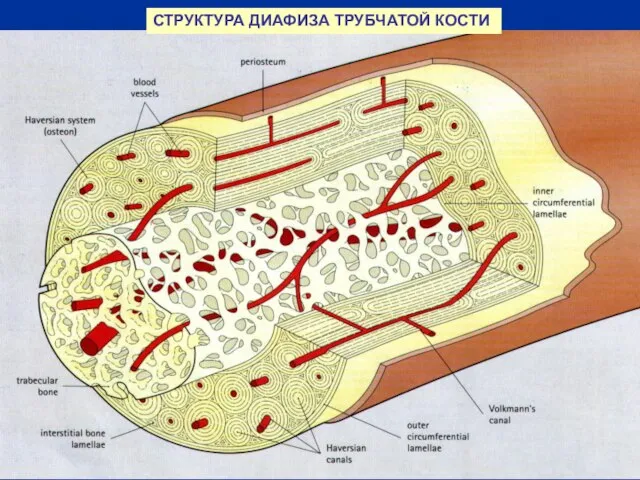 СТРУКТУРА ДИАФИЗА ТРУБЧАТОЙ КОСТИ