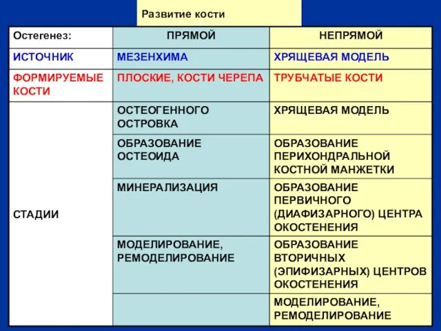 Развитие кости