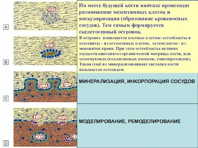 На месте будущей кости вначале происходят размножение мезенхимных клеток и васкуляризация (образование