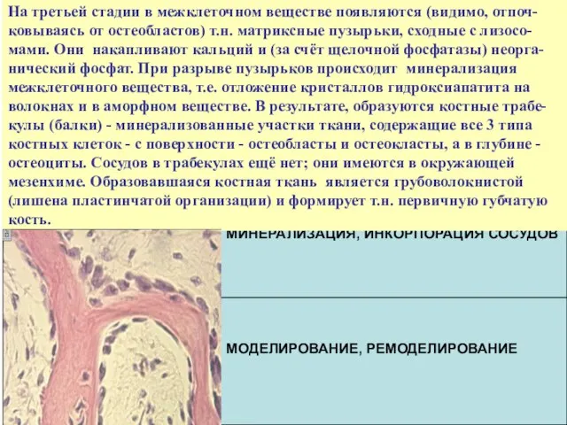 На третьей стадии в межклеточном веществе появляются (видимо, отпоч-ковываясь от остеобластов) т.н.