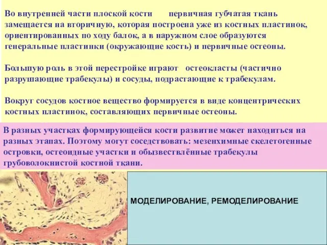 Во внутренней части плоской кости первичная губчатая ткань замещается на вторичную, которая