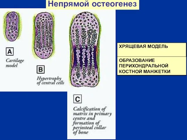 Непрямой остеогенез