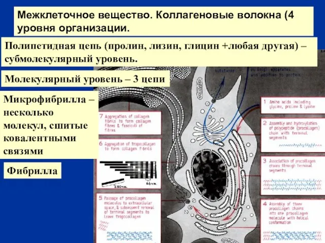 Межклеточное вещество. Коллагеновые волокна (4 уровня организации. Полипетидная цепь (пролин, лизин, глицин