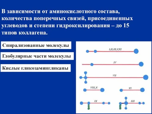 В зависимости от аминокислотного состава, количества поперечных связей, присоединенных углеводов и степени