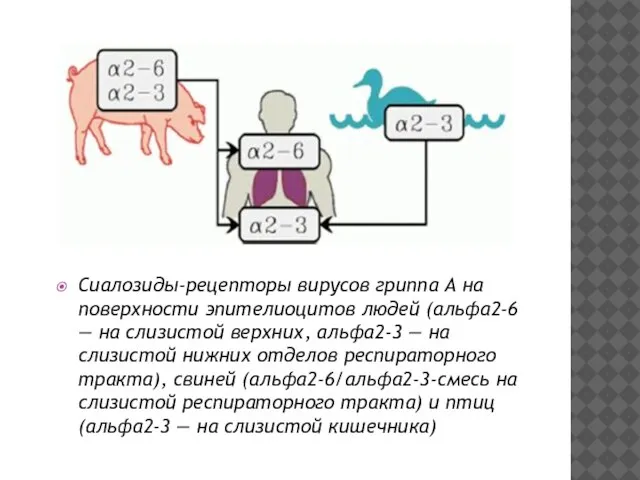 Сиалозиды-рецепторы вирусов гриппа А на поверхности эпителиоцитов людей (альфа2-6 — на слизистой