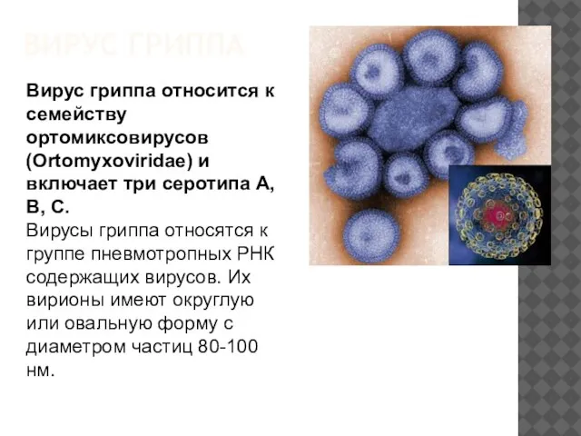 ВИРУС ГРИППА Вирус гриппа относится к семейству ортомиксовирусов (Ortomyxoviridae) и включает три