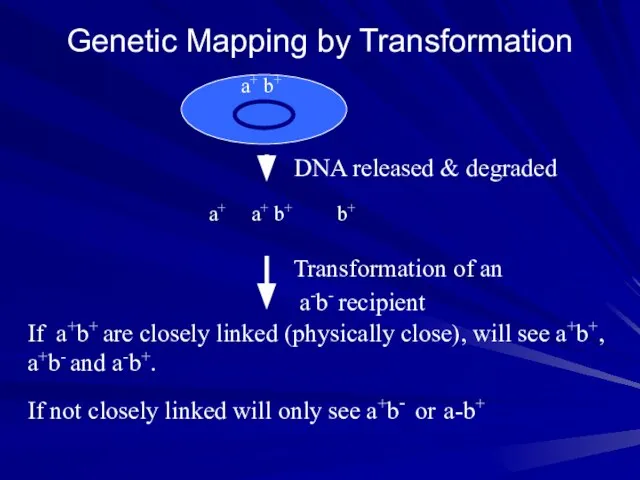 Genetic Mapping by Transformation a+ b+ b+ a+ Transformation of an a-b-