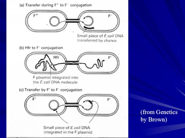 (from Genetics by Brown)