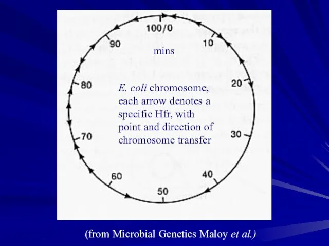 E. coli chromosome, each arrow denotes a specific Hfr, with point and