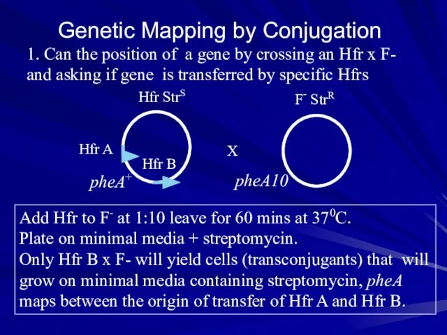 Genetic Mapping by Conjugation 1. Can the position of a gene by
